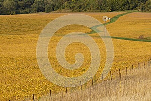 Old Windmill In A Bean Field