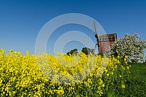 Old windmill by blossom rapeseed field and apple tree