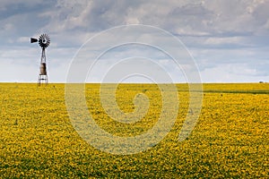 Old windmill over blue sky on a field full of yellow flowers