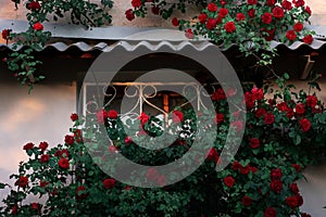 Old window with beautiful bush of red roses flowers surrounds the entrance.