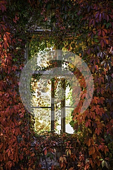 Old window covered in autumn coloured leafs