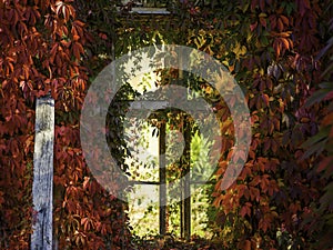 Old window covered in autumn coloured leafs