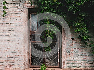 Old window covered with wild grape vine. Ancient building with weathered brick wall. Street travel photo