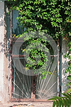 Old window covered with wild grape vine. Ancient building with weathered brick wall. Street travel photo