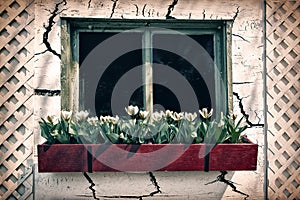 Old Window in a Cracked Wall with a Flower Box - Retro, Faded, I