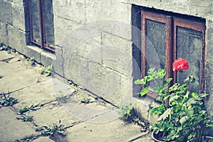 Old window and flower pots geraniums in Tuscany, Italy. Old window with flowers. Ramshackle windows with broken glass