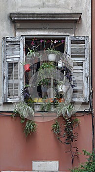 old window with flowers, Split, Croatia