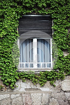 Old window on the house and green ivy on the wall
