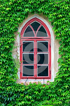 Old window and ivy
