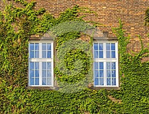 Old window with ivy growing on wall of bricks