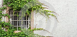 Old window with a lattice covered with grape leaves, a minimalistic view with a white textured wall background