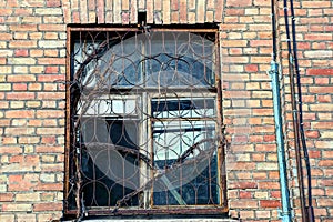 The old window with a lattice overgrown with dry branches on a brick wall