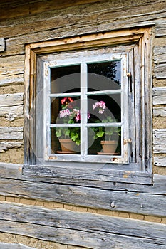 Old window with muscatel