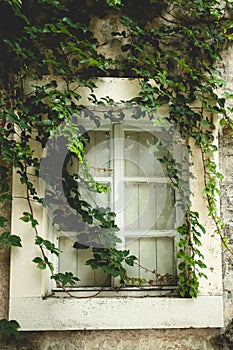 Old window overgrown with green ivy