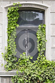 An old window overgrown with ivy plant