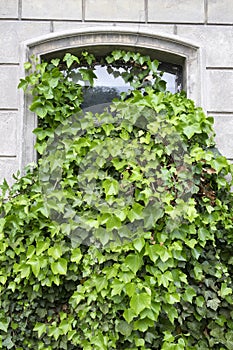 Old window overgrown with ivy plant