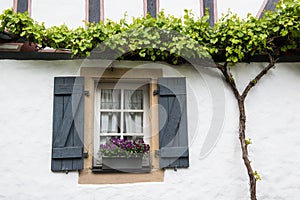 Old window with shutters, flower basket and grapevine, Germany