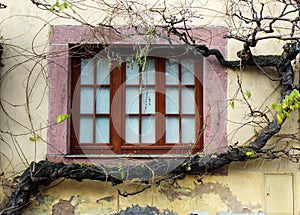 Old window surrounded by plant trunk and branches