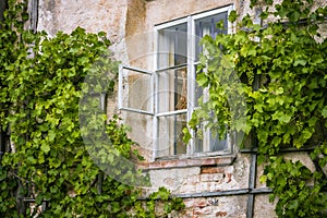 Old window with vine