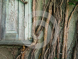 The old window was overgrown with ivy. Thick stalks of climbing wood on the wall