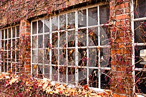 Old windows  of an empty house, which became overgrown from leafs of wild wine in autumn