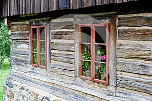 Old windows with muscatel