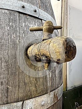 Old wine barrel used as rain barrel in a garden.