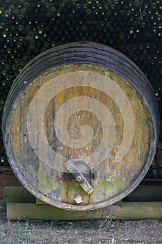 Old wine barrels in vineyard storage