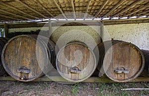 Old wine barrels in vineyard storage