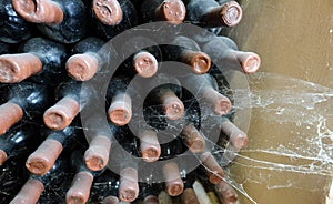 Old wine bottles in cellar. Spyder web visible. Old wine cellar