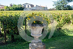 Old wine domain on Sauternes vineyards in Barsac village affected by Botrytis cinerea noble rot, making of sweet dessert Sauternes