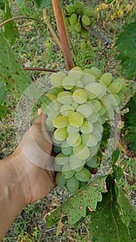 Old wine wine cellar grape wine wine tastings sommelier winery champain production fruits tastful green eco