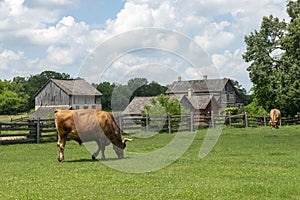 Old Wisconsin Dairy Farm, Cows