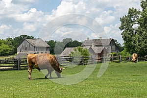 Old Wisconsin Dairy Farm, Cows photo