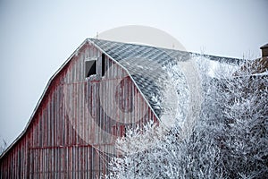 Old Wisconsin weathered barn next to trees covered with frost