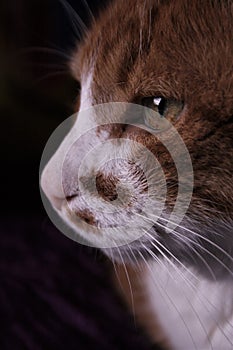 The old and wise cat