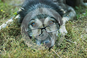 Old wise dog in glasses