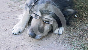 Old wise dog in glasses, violence against animals