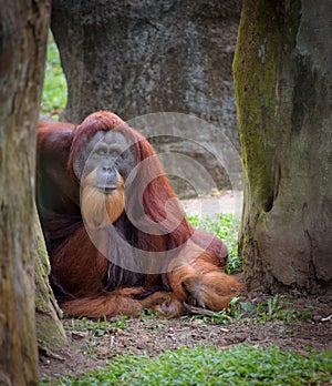 Old wise orangutan