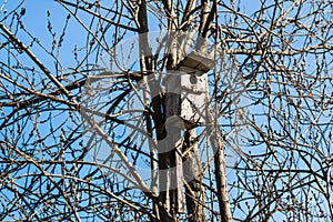 Old withered bird house on a willow tree between branches and twigs against the background of clear blue sky