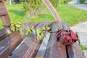 Old, withered, dry red rose lies on a wooden bench in a city Park