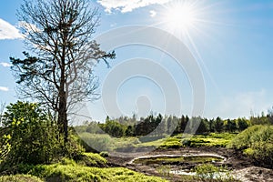 Old withered pine and a dry peat bog with water remains surrounded by green vegetation, pouring summer sun on the blue sky,