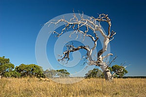 Old withered tree
