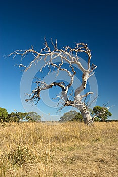 Old withered tree photo