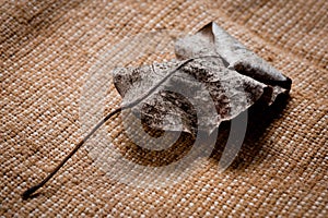 An old, withered twisted leaf from a tree, photographed on a cracked wooden surface. Symbolizes the old and the frailty of