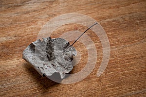 An old, withered twisted leaf from a tree, photographed on a cracked wooden surface. Symbolizes the old and the frailty of