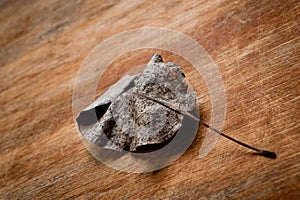 An old, withered twisted leaf from a tree, photographed on a cracked wooden surface. Symbolizes the old and the frailty of