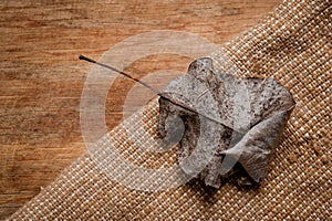 An old, withered twisted leaf from a tree, photographed on a cracked wooden surface. Symbolizes the old and the frailty of