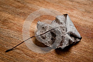 An old, withered twisted leaf from a tree, photographed on a cracked wooden surface. Symbolizes the old and the frailty of photo