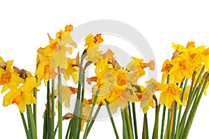 Old withered yellow daffodils